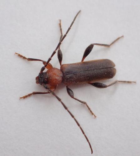 Réf. 234 543 : Phymatodes testaceus